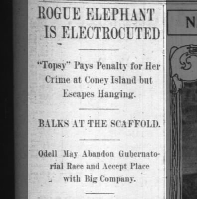 Rogue Elephant Is Electrocuted